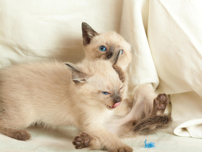 短发个性连体猫照片