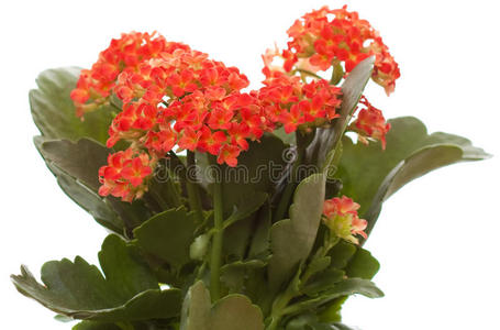 小红花背景, 美丽的小红花菊花, 花的质地带有复制空间的小红花带雨滴