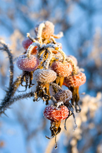 雪中送炭