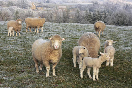 在寒冷的冬日乡村放牧的绵羊