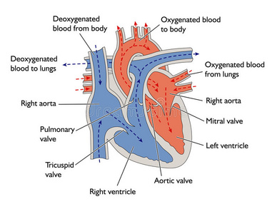 血液通过心脏的进展