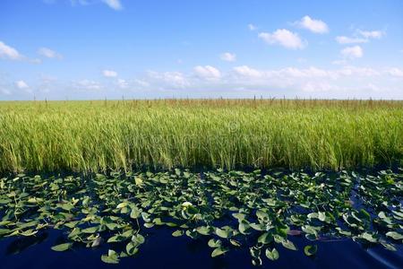 佛罗里达大沼泽湿地的蓝天