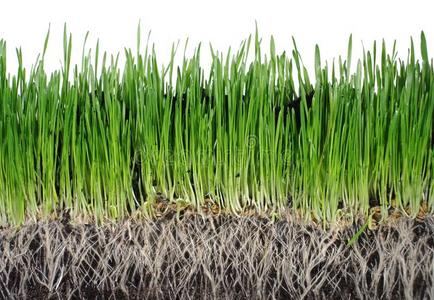 草根图片