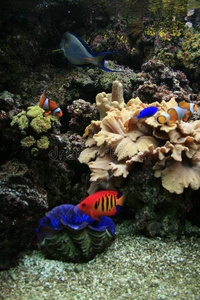 水族馆背景图片