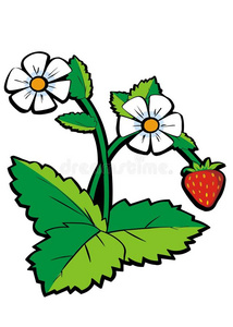 野草莓插画