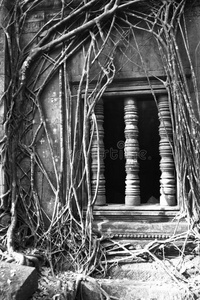 柬埔寨孟梅利亚寺的树根