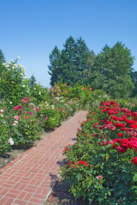 玫瑰常绿植物和红砖小径垂直