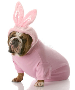 装扮成复活节兔子的狗