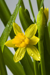 水仙花有雨滴