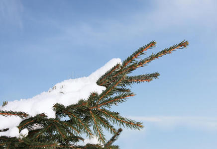 雪中云杉图片