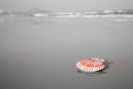 躺在沙滩上的红贝壳