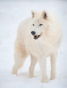 雪地里的北极狼。