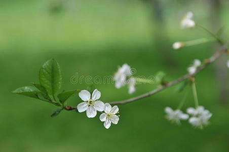 春季开花