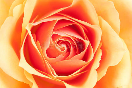 美丽的橙玫瑰