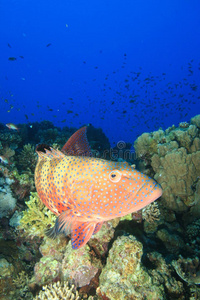 红海珊瑚石斑鱼