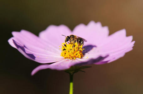 蜜蜂在花上