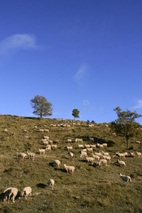 山那边的羊群