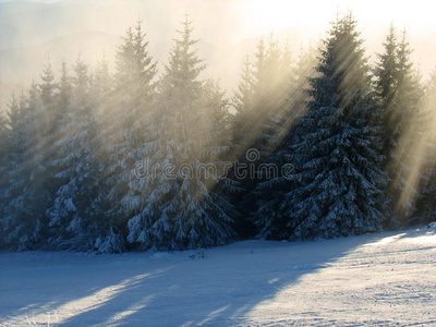 冬季森林中的阳光