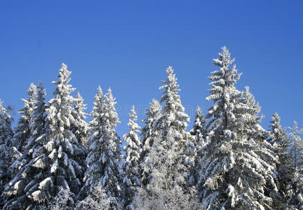 雪林