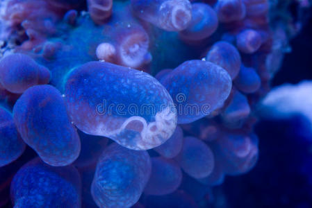 蘑菇珊瑚