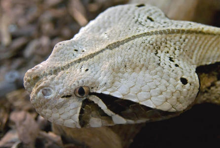 尖鼻毒蛇1chionactis occipitalis occipitalis, 莫哈维铲鼻蛇, 莫哈