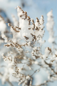 雪中植物的宏图片