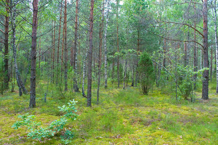 森林 荒野 夏天 树干 自然 苔藓 生长 橡树 风景 分支