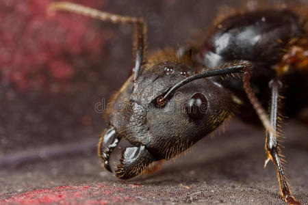和绿色的背景,泰国小黑蚂蚁仿蚂蚁跳蛛带食物的蚂蚁队工作蚂蚁蚂蚁