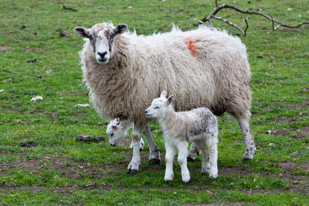 牲畜母羊图片