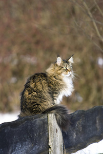 美丽的野猫图片