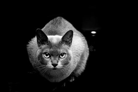 黑白相间的缅甸猫照片