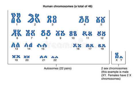 xy染色体图片