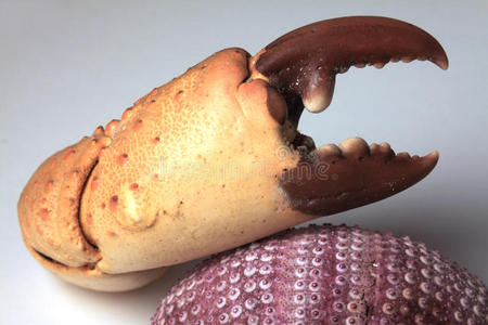 海螺蟹图片-海螺蟹素材-海螺蟹插画-摄图新视界