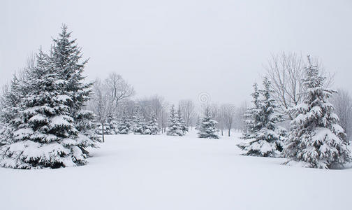 雪冷杉