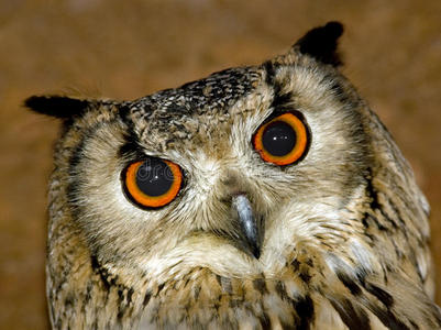 岩鹰岩鹰摄影图