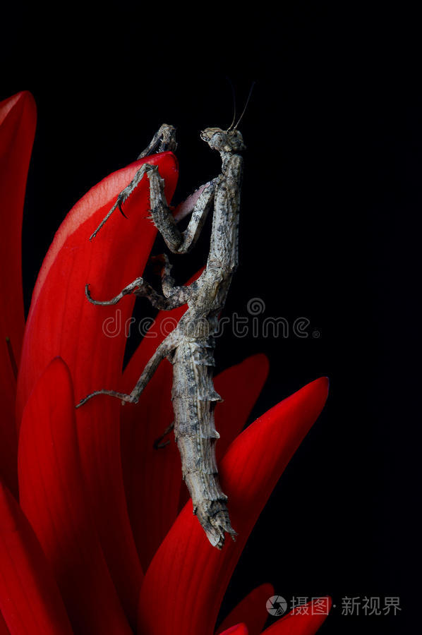 珊瑚花上的非洲小螳螂