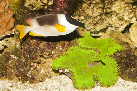 美轮美奂美轮美奂的兔子鱼或狐狸脸照片