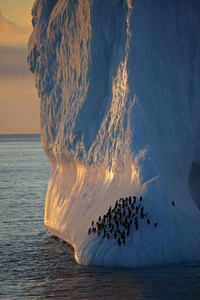 南极冰山上栖息的帽带企鹅图片