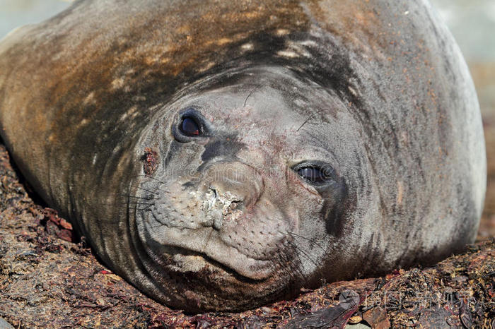 南极象海豹蜕皮