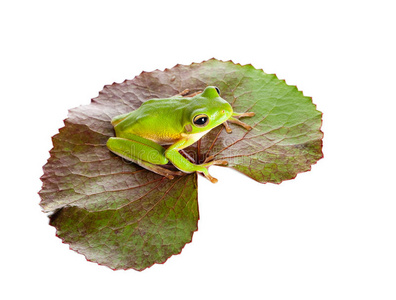 绿叶蛙