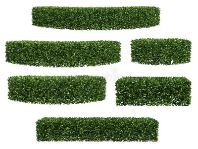 绿篱植物图片-绿篱植物素材-绿篱植物插画-摄图新视界