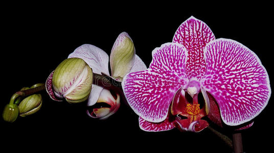 胡兰花美丽的紫色兰花,黑色背景照片