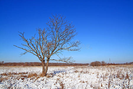 冬日田野上的橡树