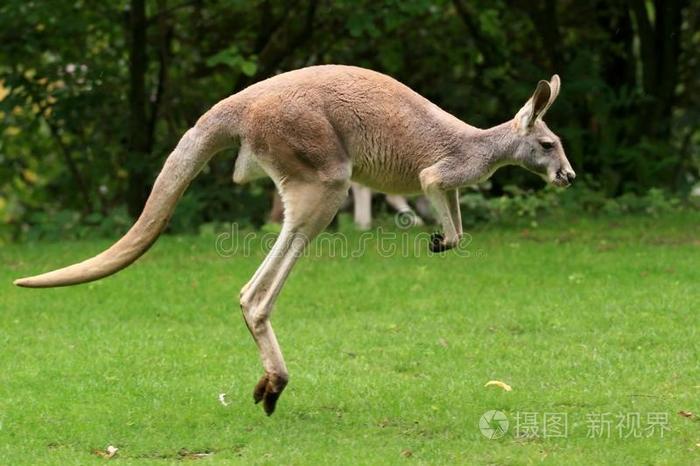 红袋鼠跳跃