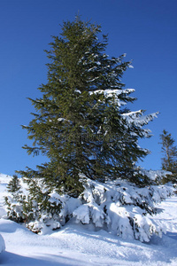 雪地里美丽的绿杉树