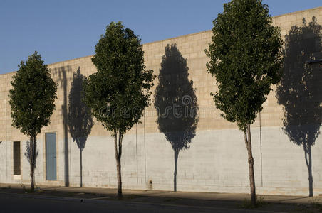 工厂围墙外的行道树图片