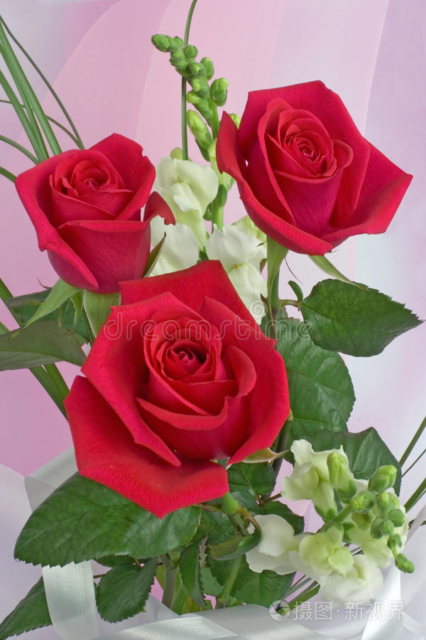 一束红玫瑰照片-正版商用图片0j8sly-摄图新视界