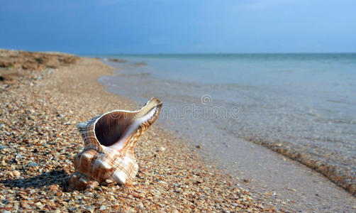 海边的海鞘