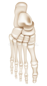 大拇指脚骨图片