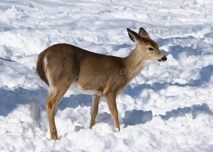 一片绿地绿色背景森林里阳光明媚的可爱小鹿小鹿母鹿和小鹿在草地上鹿